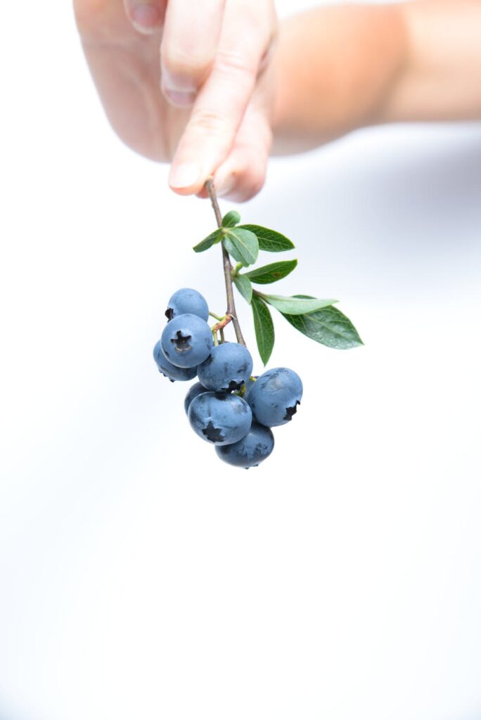 person holding black currants