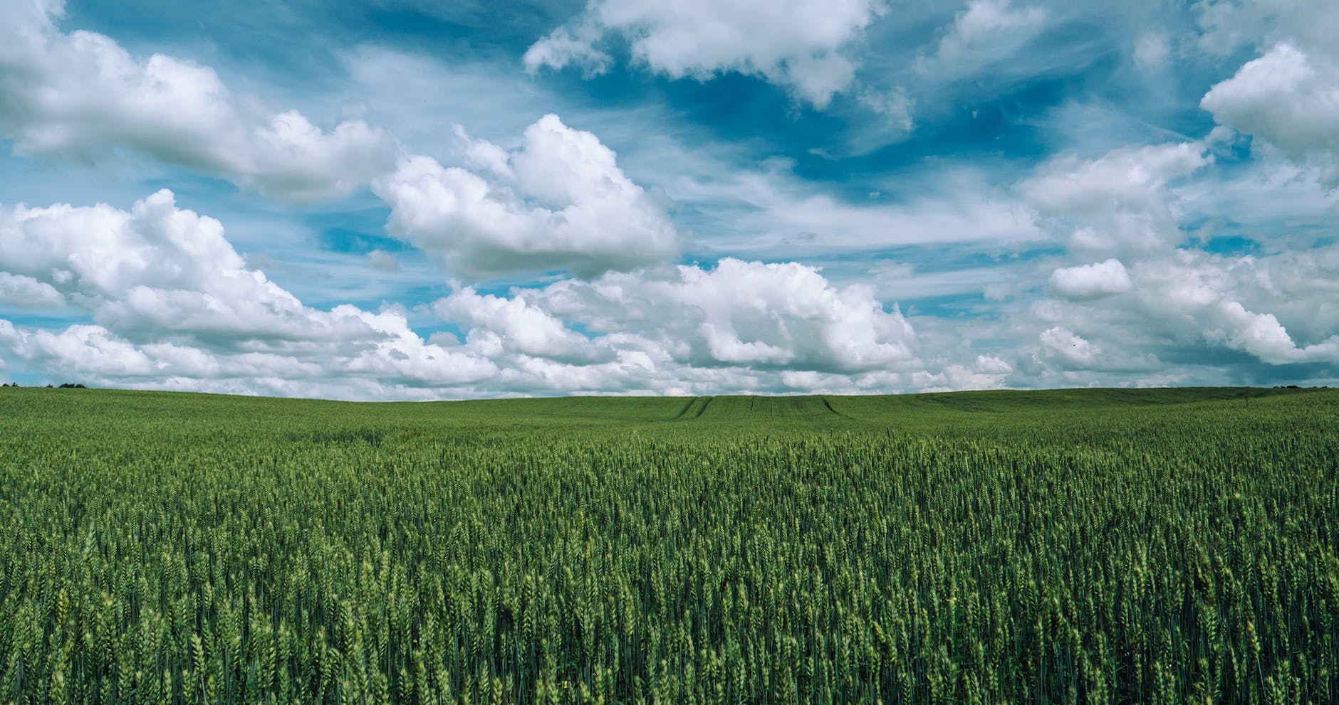 green grass field under clear sky